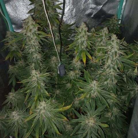 Chemdog growlog timeline photo