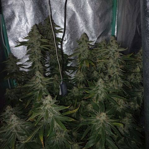 Chemdog growlog timeline photo