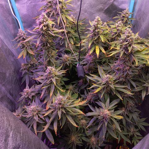 Chemdog growlog timeline photo