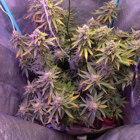 Chemdog growlog timeline photo