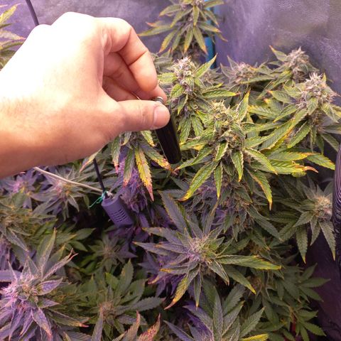 Chemdog growlog timeline photo