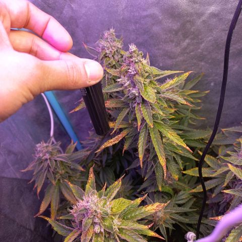 Chemdog growlog timeline photo