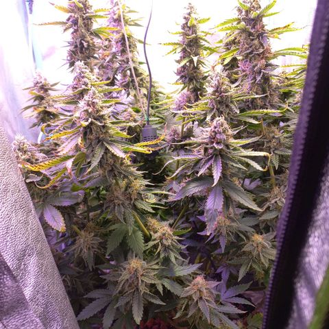 Chemdog growlog timeline photo