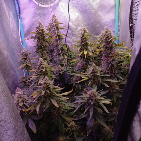 Chemdog growlog timeline photo