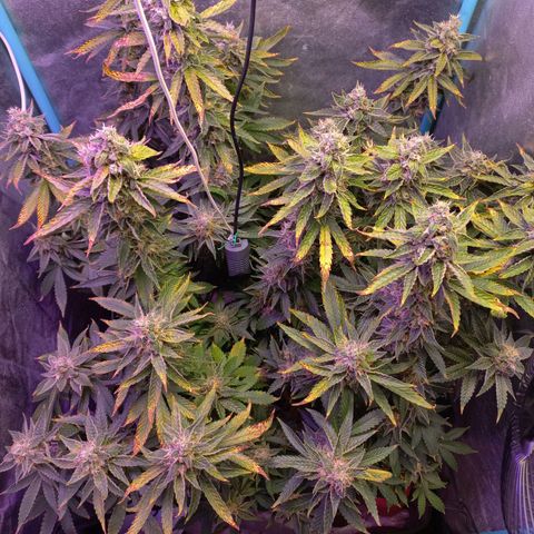 Chemdog growlog timeline photo