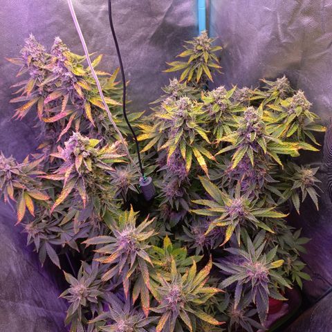 Chemdog growlog timeline photo