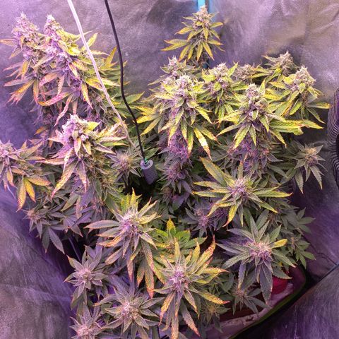 Chemdog growlog timeline photo