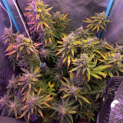 Chemdog growlog timeline photo