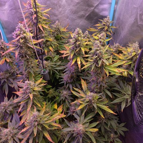 Chemdog growlog timeline photo