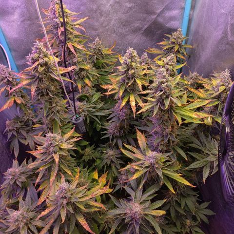 Chemdog growlog timeline photo
