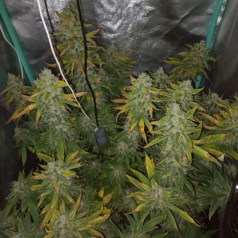 Chemdog growlog timeline photo