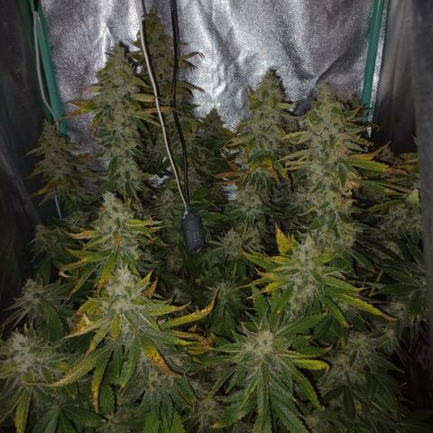 Chemdog growlog timeline photo