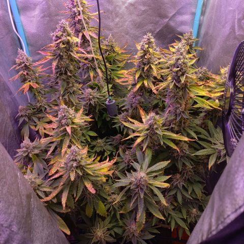 Chemdog growlog timeline photo