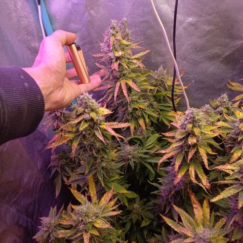 Chemdog growlog timeline photo