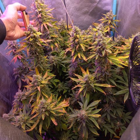 Chemdog growlog timeline photo