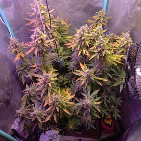 Chemdog growlog timeline photo