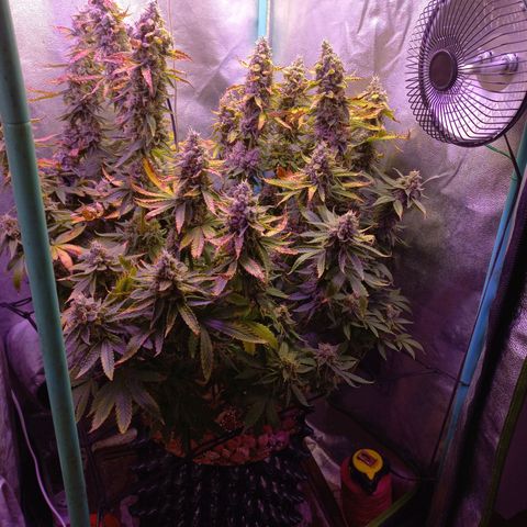 Chemdog growlog timeline photo
