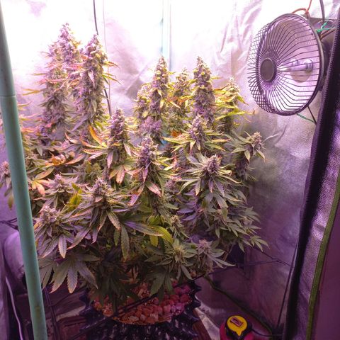 Chemdog growlog timeline photo
