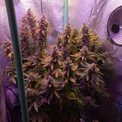 Chemdog growlog timeline photo
