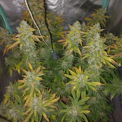 Chemdog growlog timeline photo