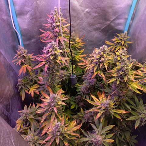 Chemdog growlog timeline photo