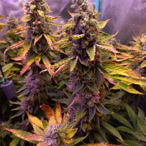 Chemdog growlog timeline photo