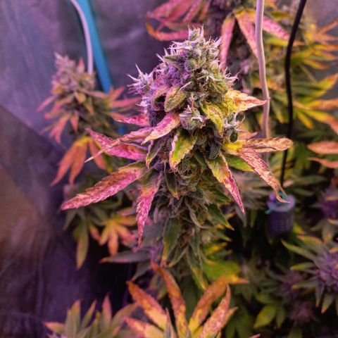 Chemdog growlog timeline photo