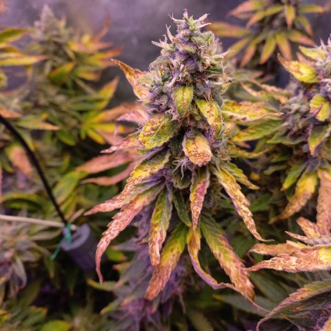 Chemdog growlog timeline photo