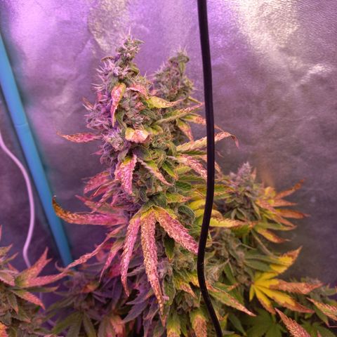 Chemdog growlog timeline photo