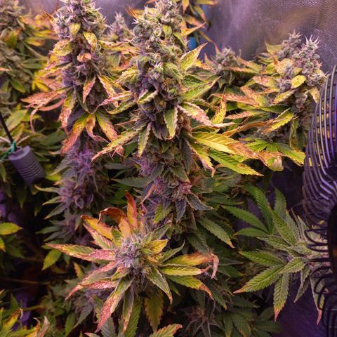 Chemdog growlog timeline photo