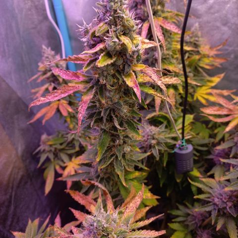 Chemdog growlog timeline photo