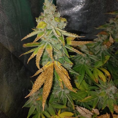 Chemdog growlog timeline photo