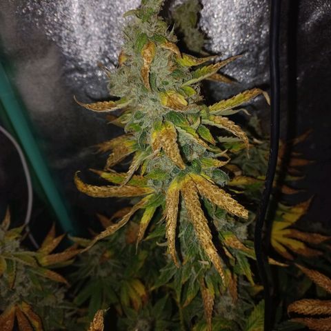 Chemdog growlog timeline photo