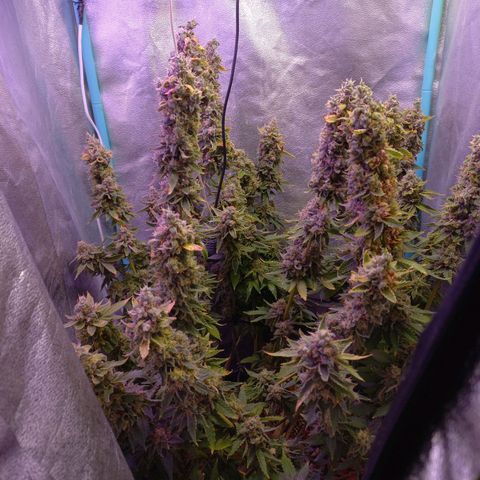 Chemdog growlog timeline photo