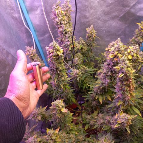 Chemdog growlog timeline photo