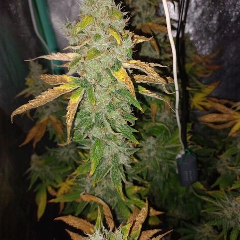 Chemdog growlog timeline photo