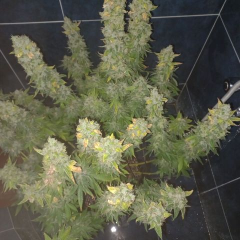 Chemdog growlog timeline photo