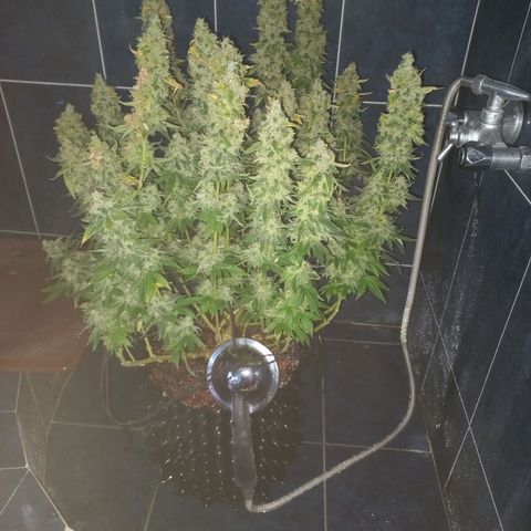 Chemdog growlog timeline photo