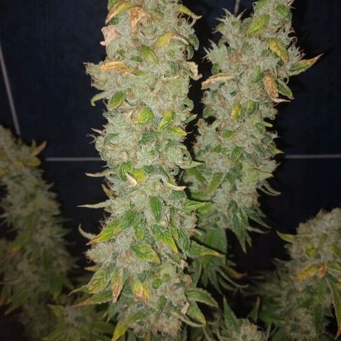 Chemdog growlog timeline photo