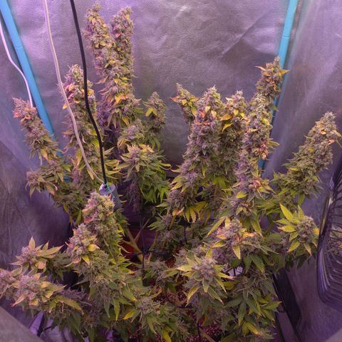 Chemdog growlog timeline photo