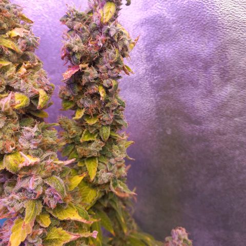 Chemdog growlog timeline photo