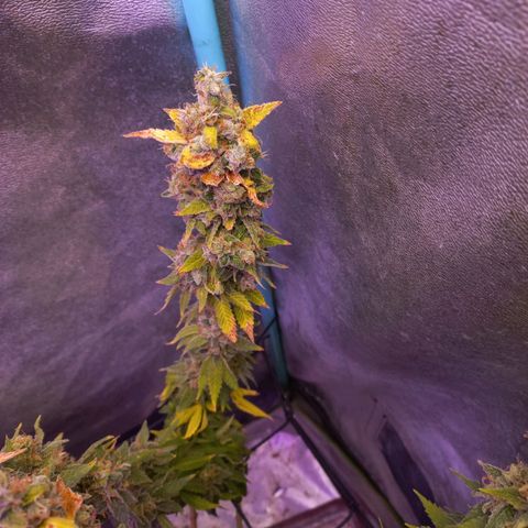 Chemdog growlog timeline photo