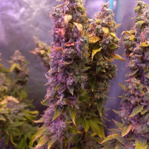 Chemdog growlog timeline photo