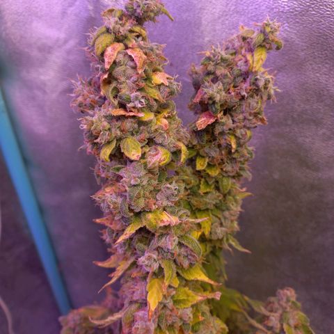 Chemdog growlog timeline photo