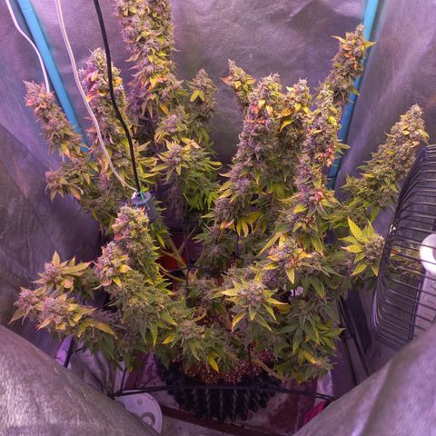 Chemdog growlog timeline photo