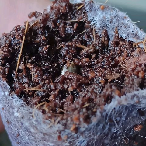 Susi growlog timeline photo