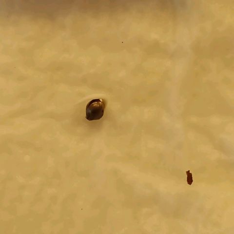 Susi growlog timeline photo