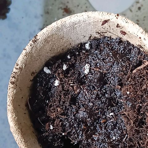 Susi growlog timeline photo