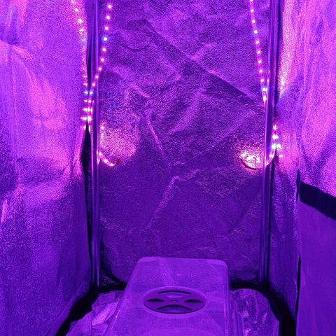 Susi growlog timeline photo