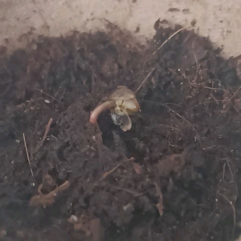 Susi growlog photo: Sie ist durch die Erde nach oben gekommen
